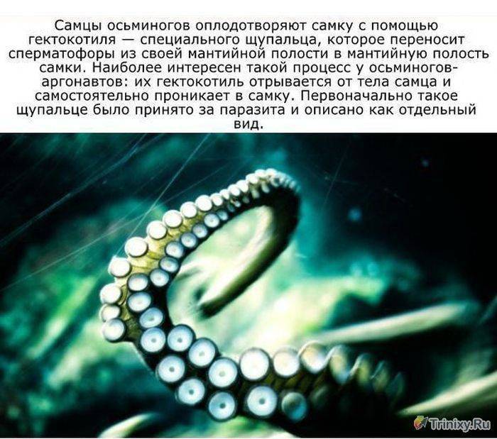 Штопор — википедия. что такое штопор