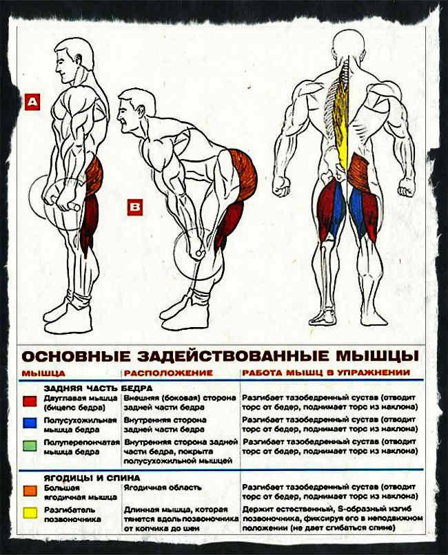 Выпады с гантелями: техника выполнения, польза для женщин и мужчин