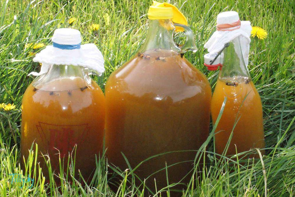 Вино из одуванчиков: рецепты приготовления в домашних условиях