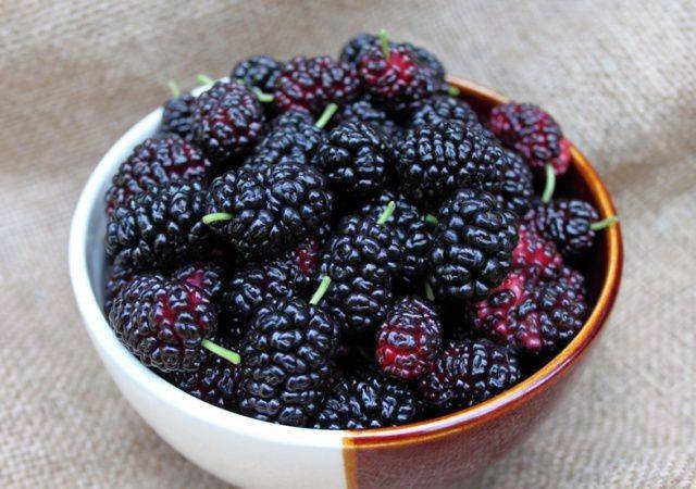 Домашняя наливка из шелковицы (тутовых ягод)