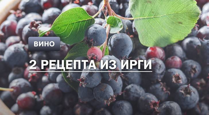 Вино из ирги: приготовление простого рецепта в домашних условиях. фото, видео, инструкция.
