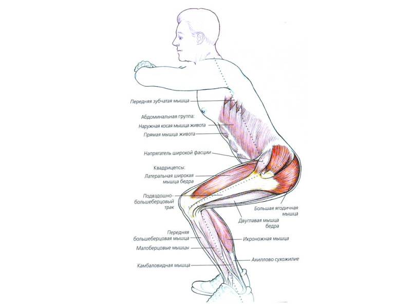 Классические приседания: невероятная польза для здоровья и фигуры!