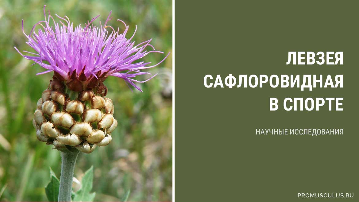 Левзея отзывы при бесплодии - советы по медицине