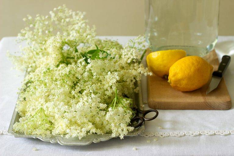 Как сварить мед из бузины в домашних условиях простой рецепт