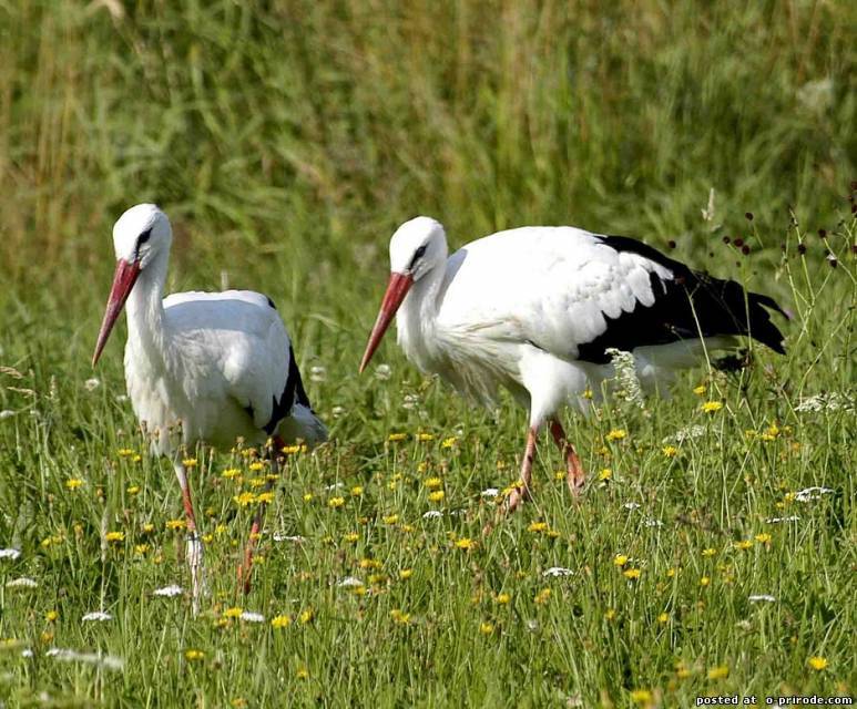 Самые интересные факты и данные про аистов