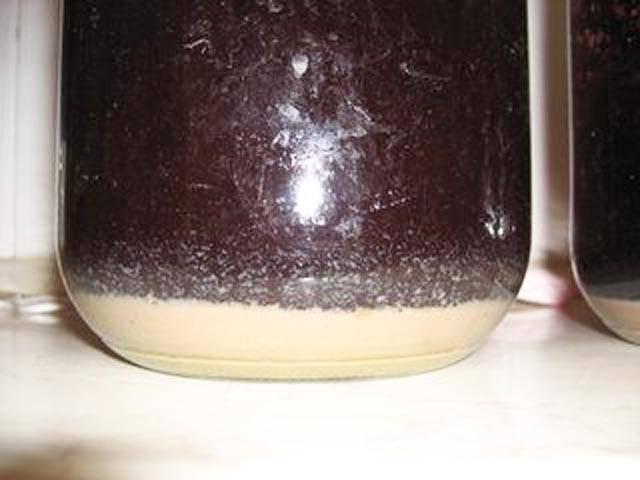 Винный гриб: что это + 2 универсальных рецепта