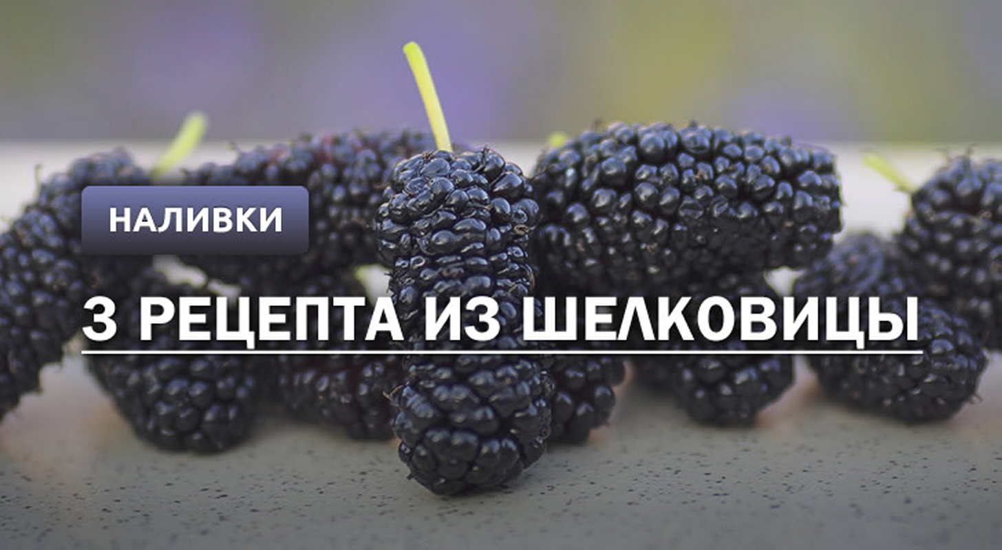Наливка из шелковицы в домашних условиях - 2 простых рецепта