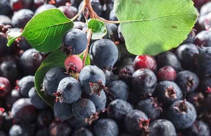 Приготовление домашнего вина из ирги