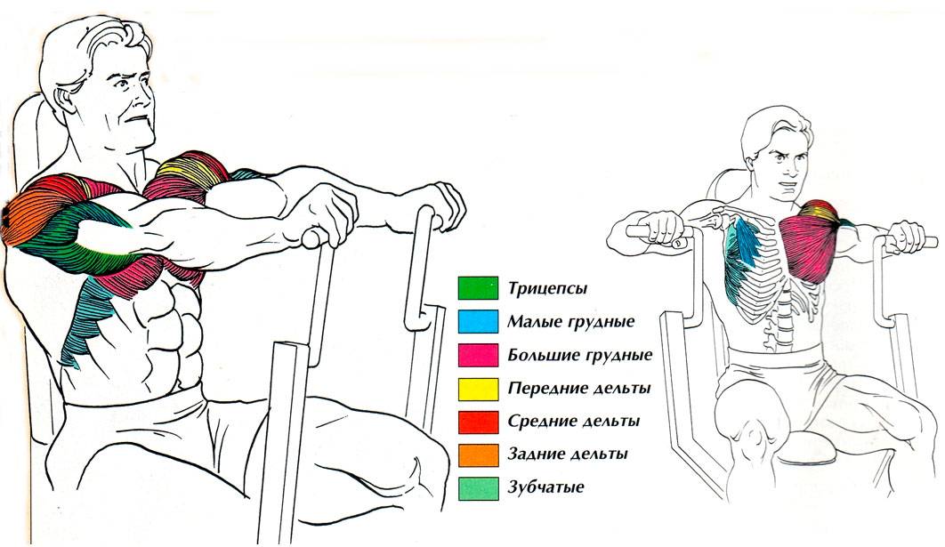 Жим штанги стоя (армейский жим): техника выполнения, какие мышцы работают