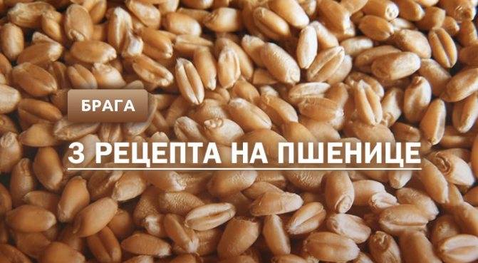 Блог дорофеева павласамогон на пшенице без дрожжей: простой рецепт с фото
самогон на пшенице без дрожжей: простой рецепт с фото