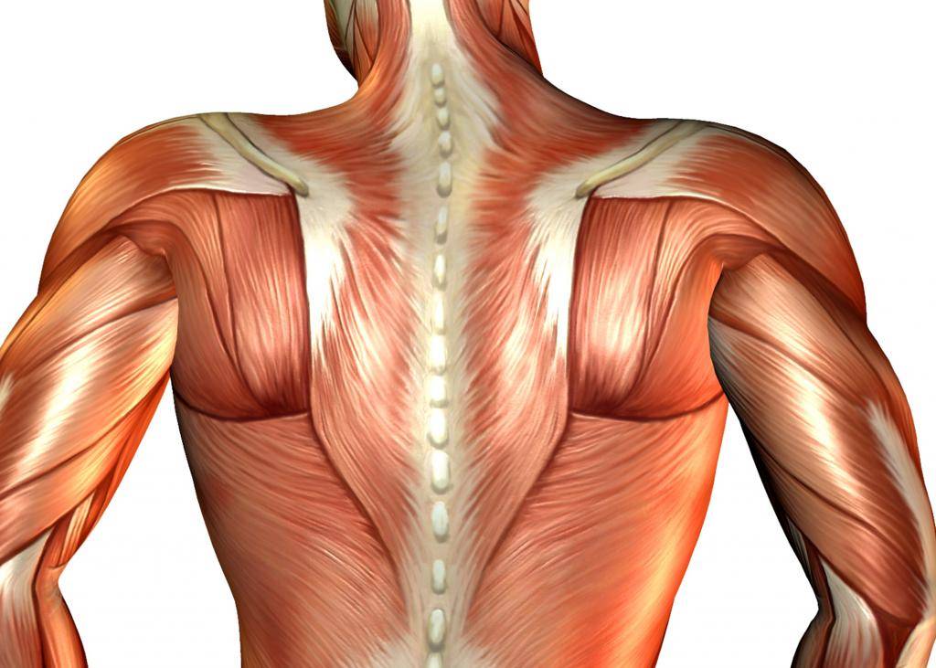 Боли в спине в области лопаток: причины, диагностика, полное описание проблемы