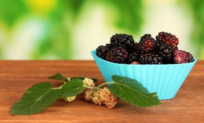 Самогон из тутовника (шелковицы) в домашних условиях как сделать рецепты