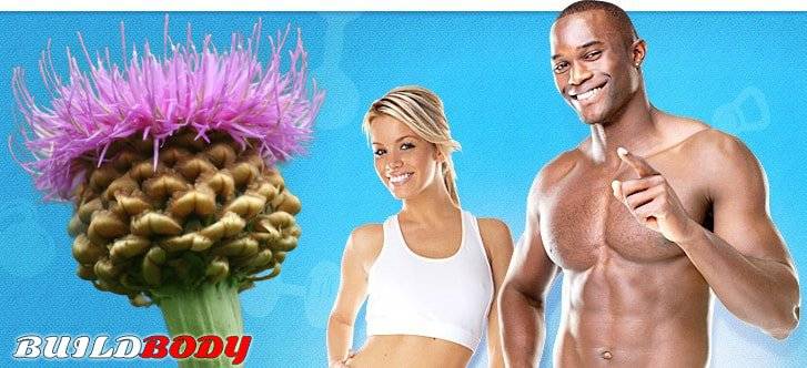 Польза настойки левзеи в бодибилдинге