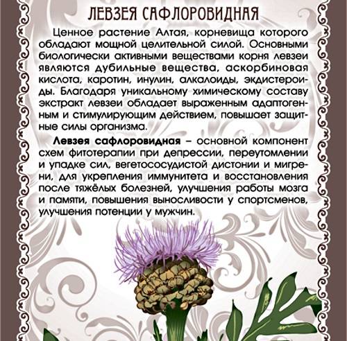 Левзея настойка инструкция по применению: для мужчин, применение в бодибилдинге