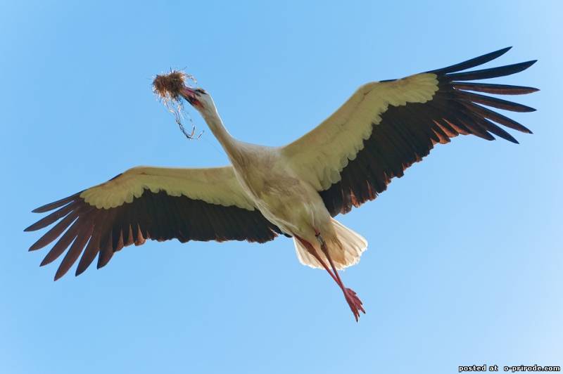 Птица аист: фото, описание, виды