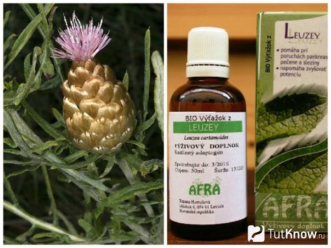 Левзея в бодибилдинге: как принимать, рекомендации и отзывы