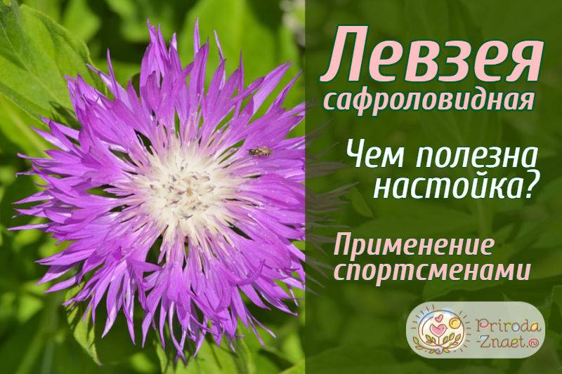 Левзея в бодибилдинге: способы применения, дозировки и отзывы