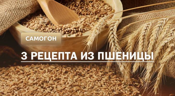 Самогон из пшеницы: 3 рецепта в домашних условиях