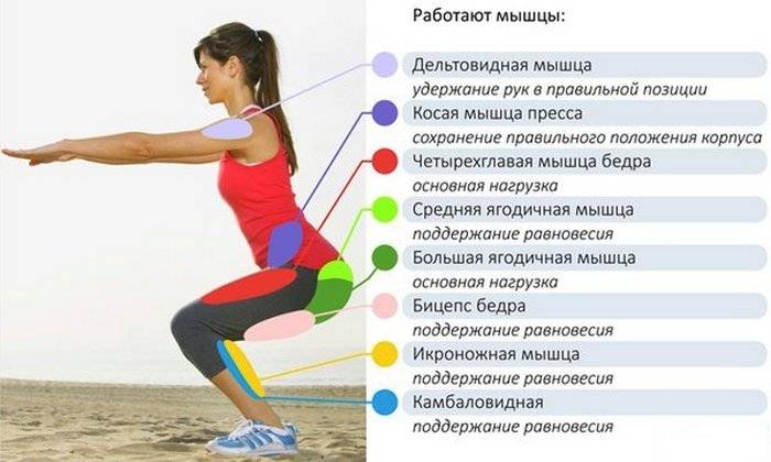 Какие мышцы работают при приседании: обзорная статья