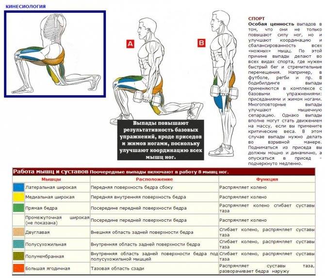 Фронтальные приседания со штангой: техника выполнения, работающие мышцы, польза