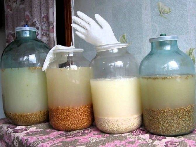 Брага из сахара и дрожжей: тонкости приготовления и пропорции