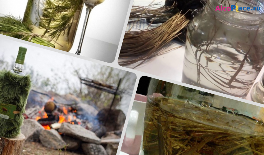 Зубровка - полезные свойства и противопоказания, фото травы