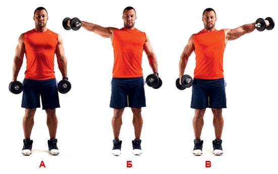 Любимое упражнение для рук у арнольда: сгибания зоттмана