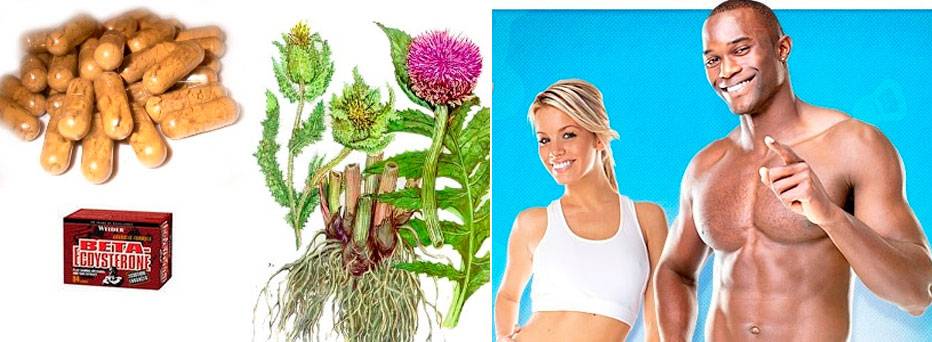 Левзея в бодибилдинге - один из лучших натуральных анаболиков, эффект роста мышц