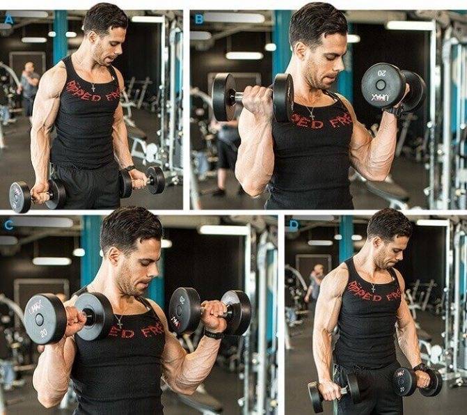 Сгибания зоттмана - упражнение на предплечья и бицепс