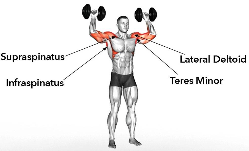Жим гантелей лежа на полу: техника выполнения, какие мышцы работают