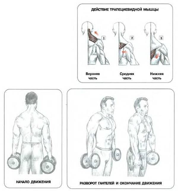 Как выполнять шраги со штангой