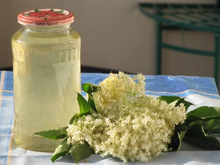 Бузина черная — лечебные свойства и противопоказания ягод, цветов, как приготовить сироп