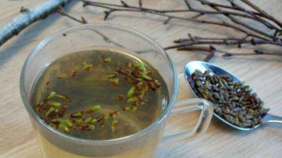 Применение настоя березовых почек: рецепты и отзывы