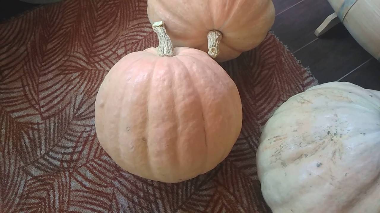 Тыквенная брага для самогона - рецепты приготовления