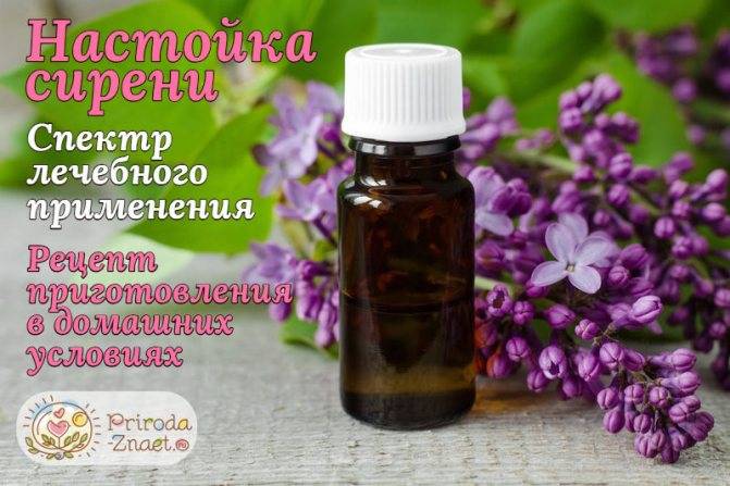 Настойка сирени на водке – применение. от чего помогает настойка сирени?