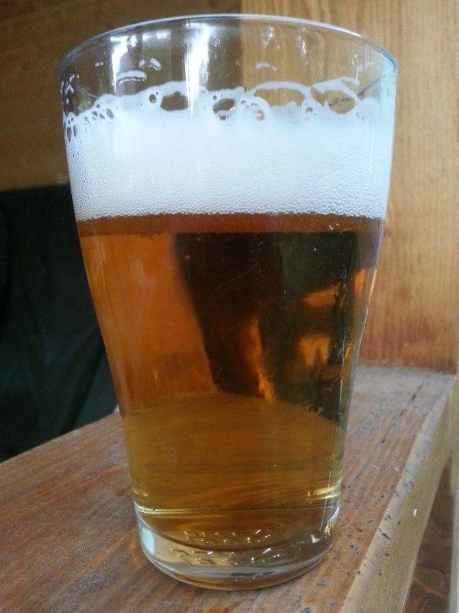 Пиво amstel (амстел) — описание, история, виды и интересные факты