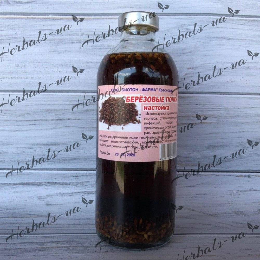 Березовые почки: польза и вред, лечебные свойства, противопоказания, отзывы