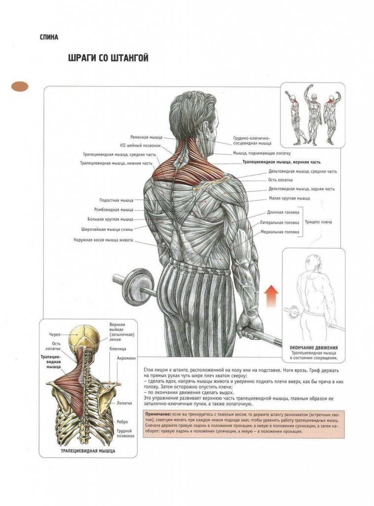 Шраги со штангой: техника выполнения упражнения (стоя, за спиной, перед собой)