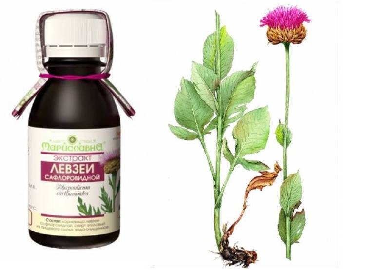 Левзея в бодибилдинге