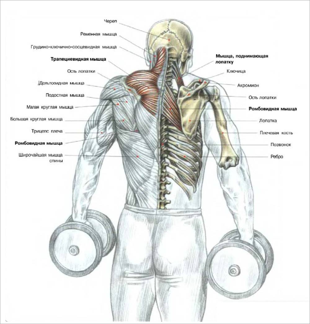 Как правильно делать шраги со штангой