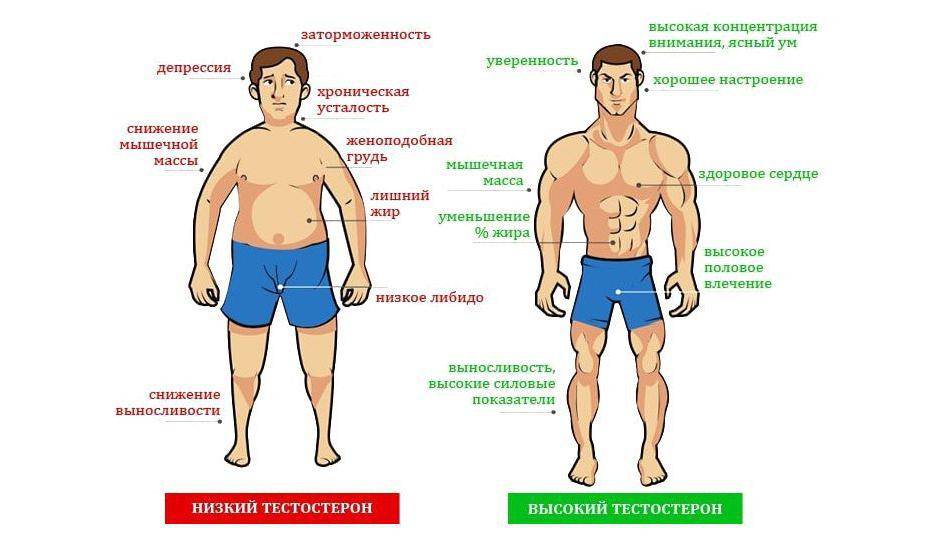 Лишний Вес И Уровень Тестостерона