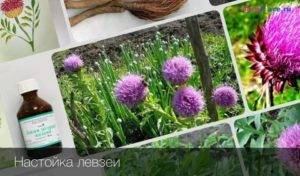 Левзея в бодибилдинге и спорте - полезные свойства, инструкция