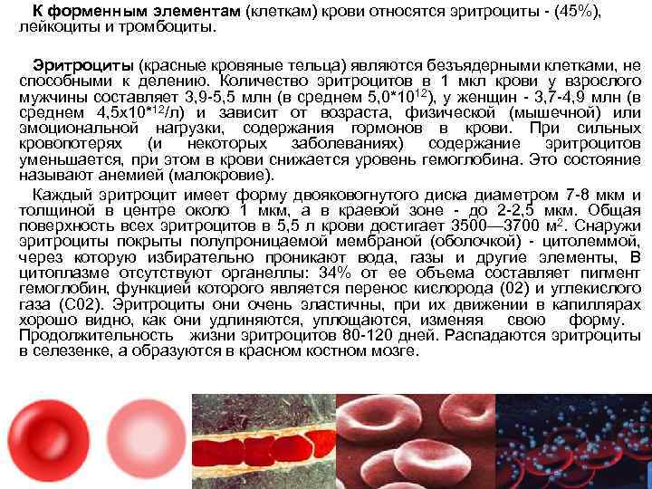 Диета При Повышенных Эритроцитах В Крови