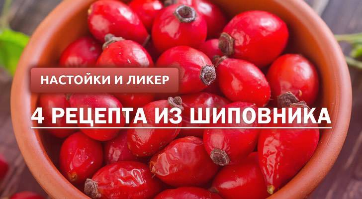 Вино из шиповника: 3 рецепта в домашних условиях