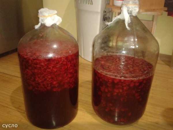 Вино из йошты в домашних условиях: простой рецепт и 5 способов приготовления