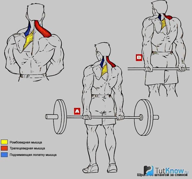 Шраги со штангой: качаем мощную трапецию