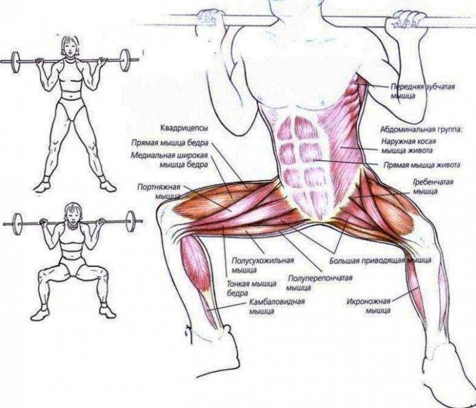 Как правильно приседать, чтобы накачать попу?