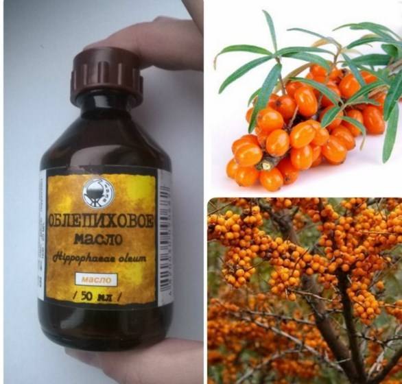 Облепиха. польза и вред сибирского растения для здоровья, противопоказания и правильное употребление