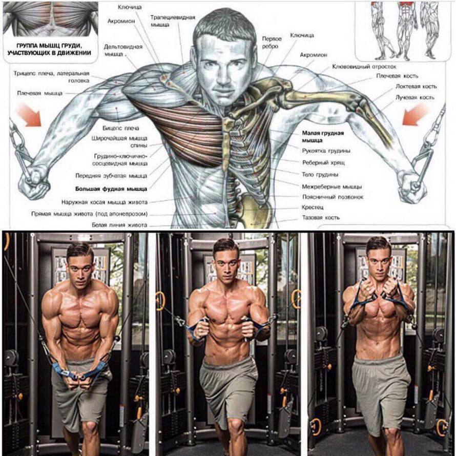 Сведение рук в кроссовере – задействованные мышцы, правильная техника, варианты упражнения