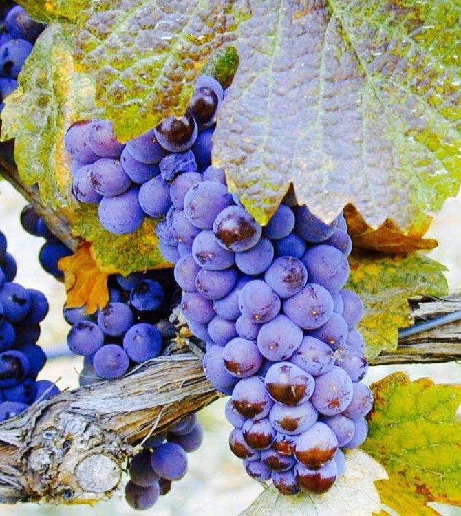 Вино мадера: легенда, обзор видов и вкуса